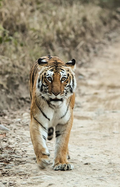 Ranthambore Tiger Reserve Tour