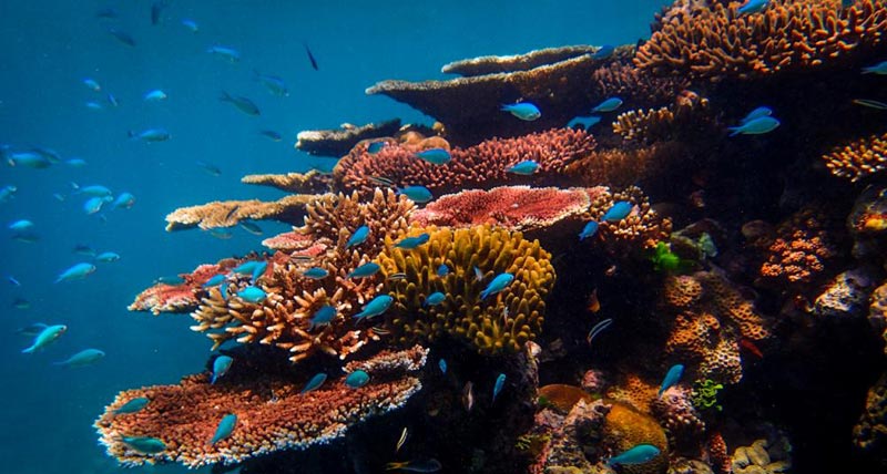 Australian Glories Package