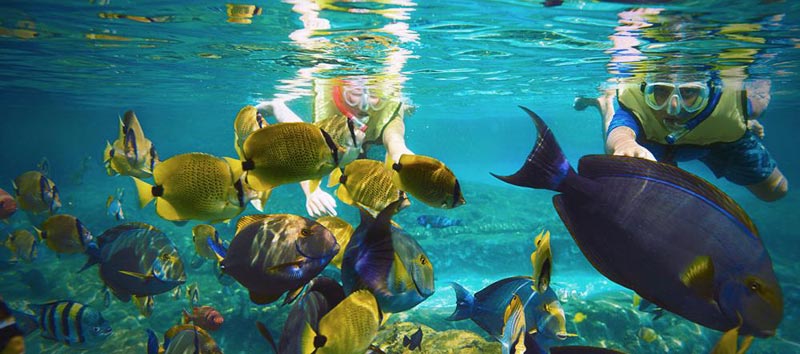 Australian Glories Package