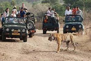 Wildlife Tour Of Rajasthan