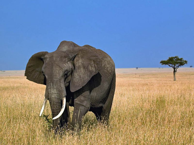 3 Days Amboseli Camping Safari Package