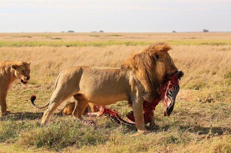 7 Days Masai Mara Naivasha Amboseli Safari Package