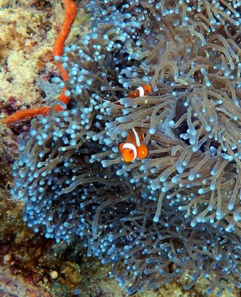 3 Day 2 Night Mabul Island Semporna Sabah, Malaysia, Asia.