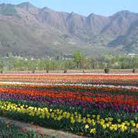 Glimpses of Kashmir Tour