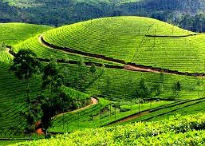 Bangalore - Mysore - Ooty Tour