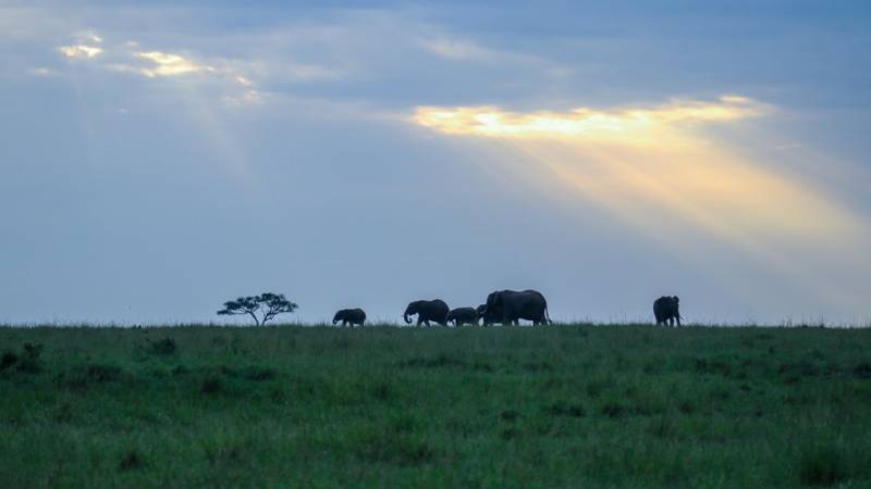 3 Days 2 Nights Masai Mara Safari Tour
