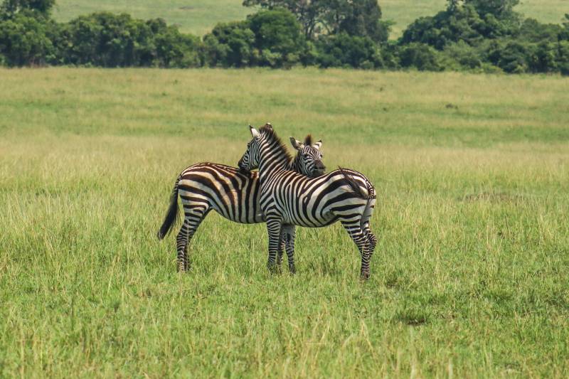 3 Days 2 Nights Masai Mara Safari Tour