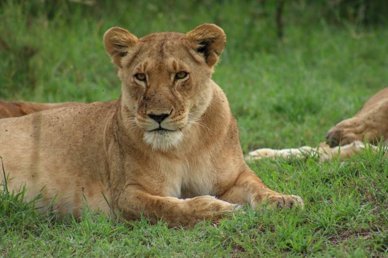 3 Days 2 Nights Masai Mara Safari Tour