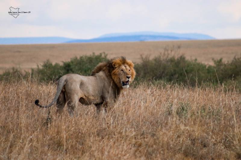 3 Days 2 Nights Masai Mara Safari Tour