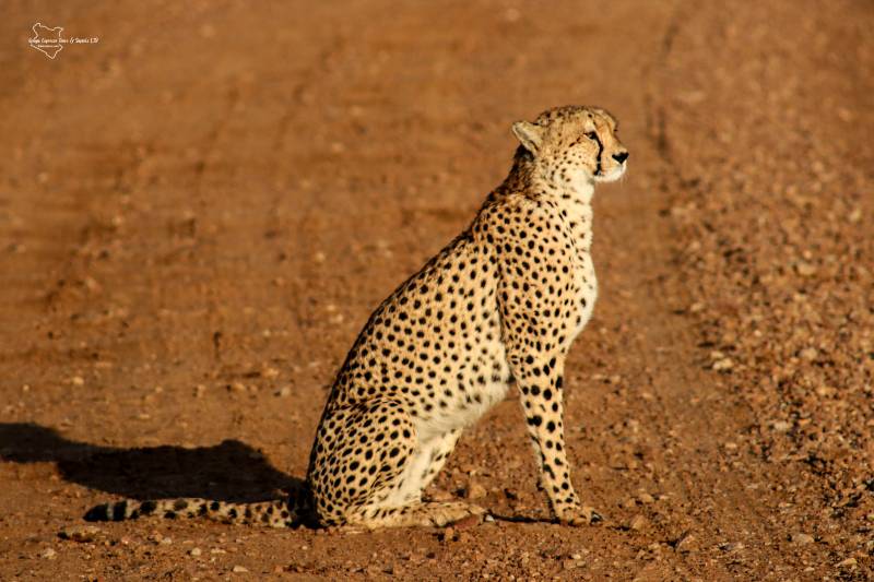 3 Days 2 Nights Masai Mara Safari Tour