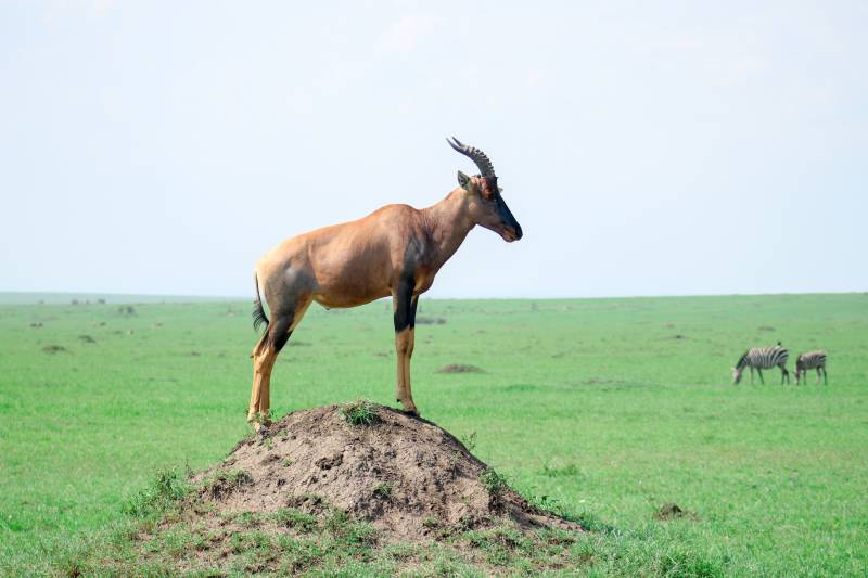 3 Days 2 Nights Masai Mara Safari Tour