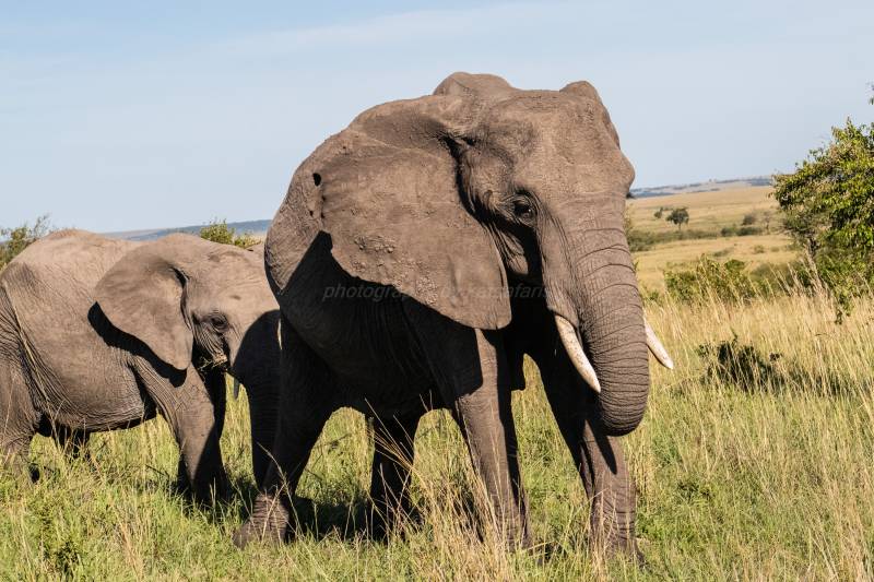 3 Days 2 Nights Masai Mara Safari Tour