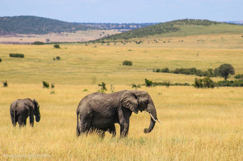 3 Days 2 Nights Masai Mara Safari Tour