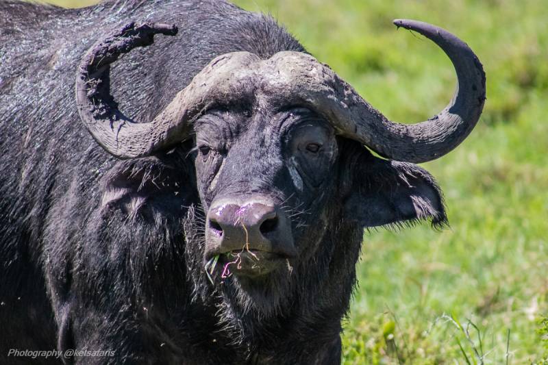 3 Days 2 Nights Masai Mara Safari Tour