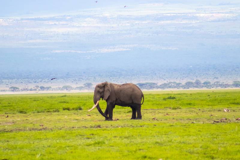 3 Days 2 Nights Amboseli National Park Tour