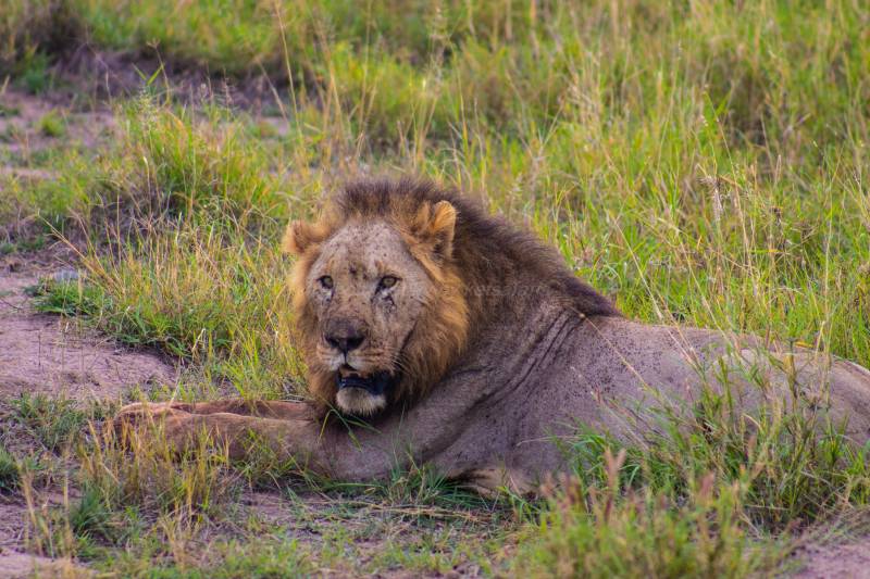 3 Days 2 Nights Amboseli National Park Tour