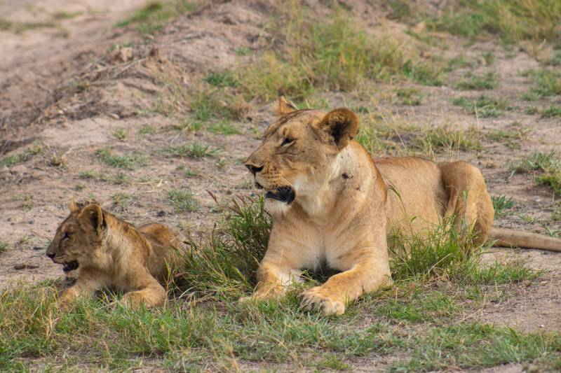 3 Days 2 Nights Amboseli National Park Tour