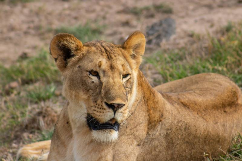 3 Days 2 Nights Amboseli National Park Tour