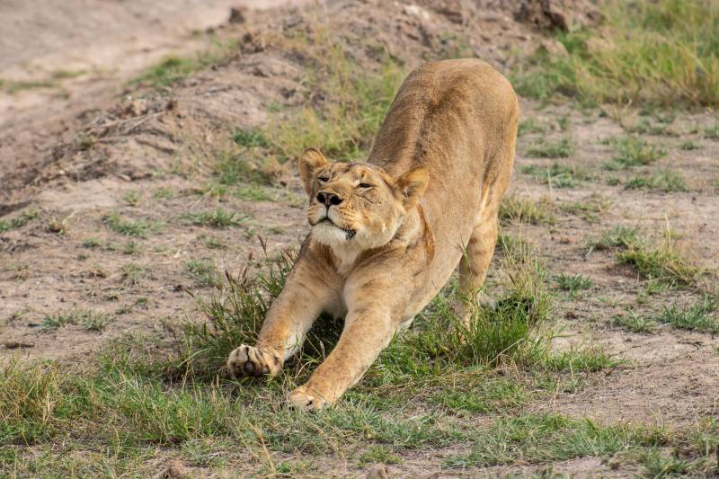 3 Days 2 Nights Amboseli National Park Tour
