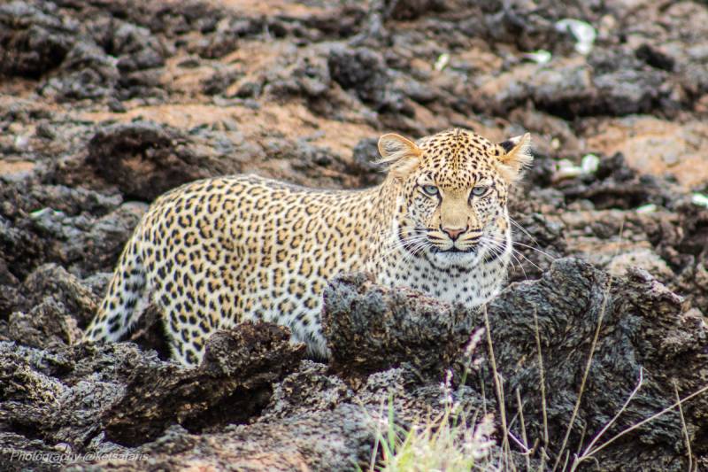 7 DAYS 6 NIGHTS NGUTUNI/TAITA SALTLICK/ZIWANI SANCTUARY/AMBOSELI/TSAVO WEST/TSAVO EAST SAFARI TOUR