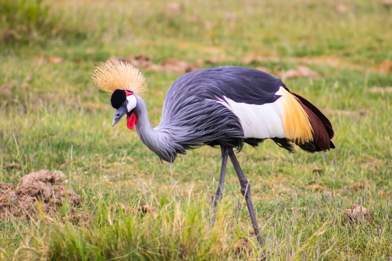 7 DAYS 6 NIGHTS NGUTUNI/TAITA SALTLICK/ZIWANI SANCTUARY/AMBOSELI/TSAVO WEST/TSAVO EAST SAFARI TOUR