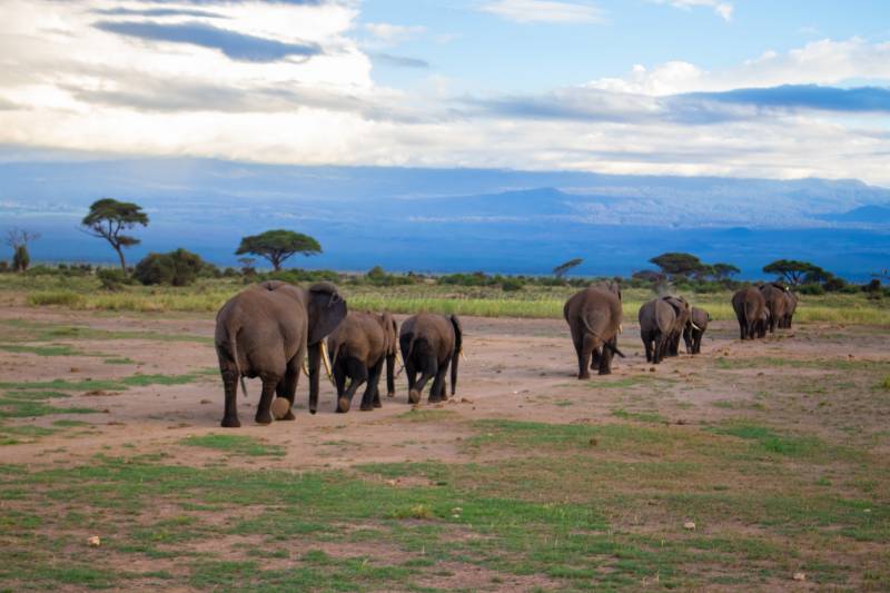 7 DAYS 6 NIGHTS NGUTUNI/TAITA SALTLICK/ZIWANI SANCTUARY/AMBOSELI/TSAVO WEST/TSAVO EAST SAFARI TOUR