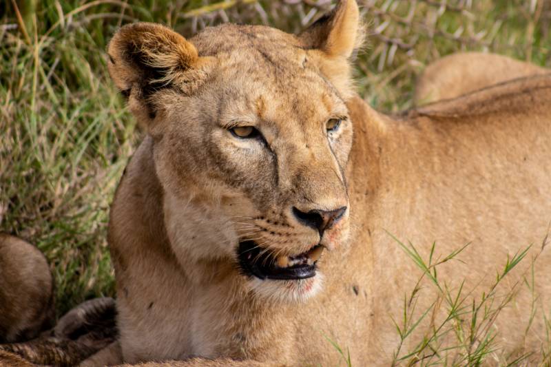 7 DAYS 6 NIGHTS NGUTUNI/TAITA SALTLICK/ZIWANI SANCTUARY/AMBOSELI/TSAVO WEST/TSAVO EAST SAFARI TOUR