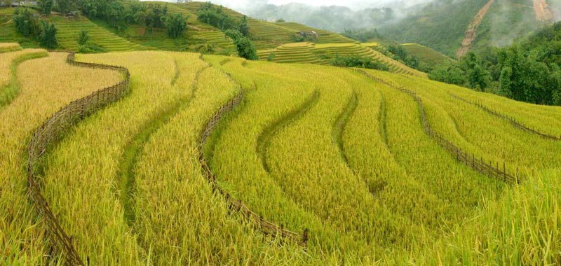 Ha Noi - Ha Long - Sapa 6 Days 5 Nights