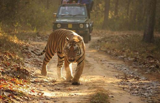 Dandeli Jungle Trip Tour