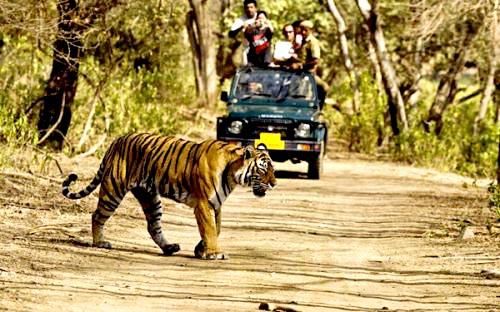 Mussoorie Nanital Jim - Coebett Tour