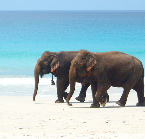 ANDAMAN ISLANDS TOUR PACKAGE FROM CHENNAI - 5 DAYS
