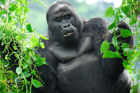 5 Day Rwanda/ Uganda Double Gorilla Package
