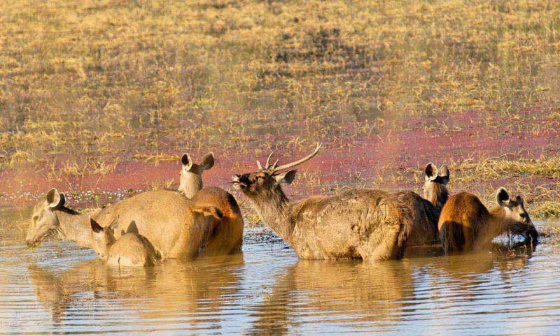 Golden Triangle Tour With Wildlife Package