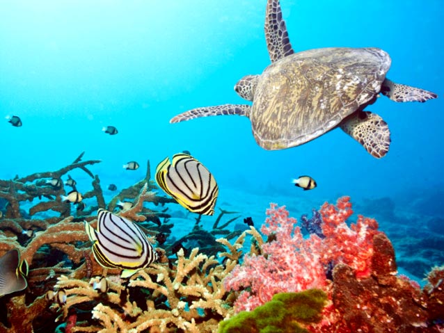 Budget Andaman Look Package
