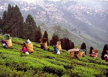 Darjeeling - Kalimpong - Gangtok 6 Nights Tour Package