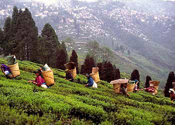 Darjeeling - Kalimpong - Pelling - Gangtok 6 Nights Tour Package