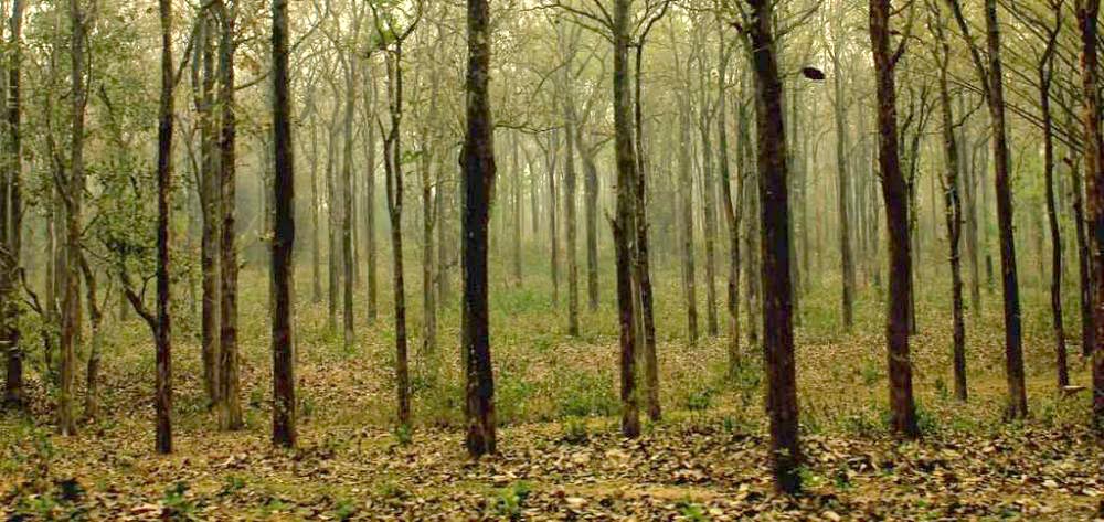 Wayanad Tour Package