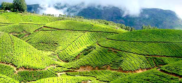 Kerala Beach Tours & Water Falls Package