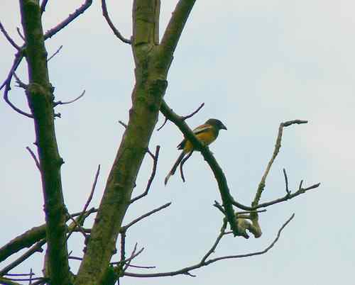 Summer Vacation Tour