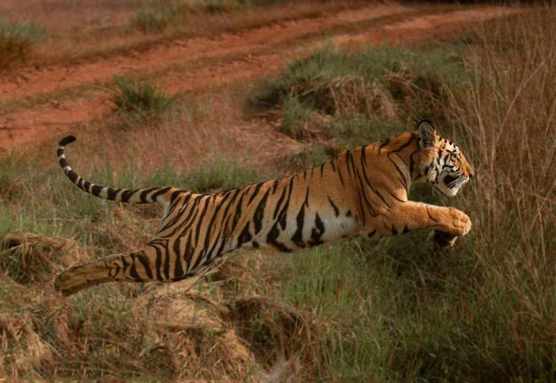 Wildlife Safari Rishikesh Tour