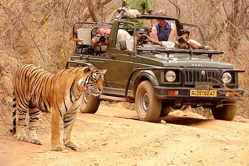Golden Triangle With Tiger Tour