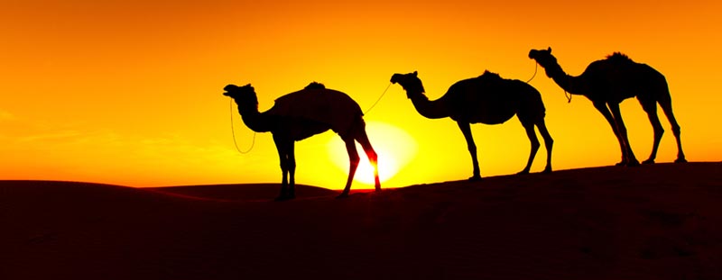 Rajasthan Mewad Tour