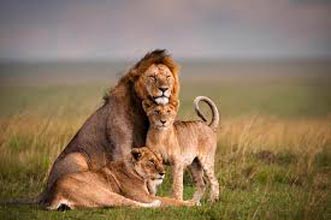 4 Days Masai Mara And Lake Nakuru Tour