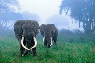 Safari Packages For Tanzanian National Park