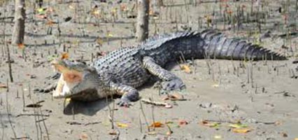 Royal Sunderban packages tour minimum 4 person