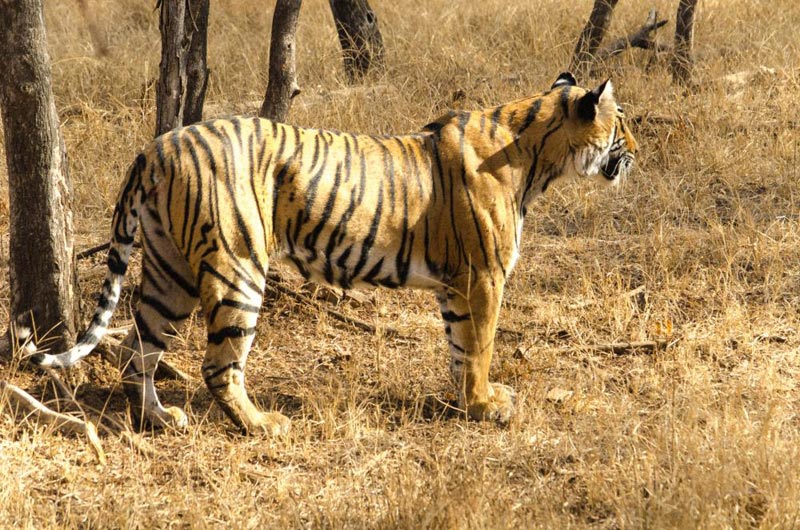 Tigers Of Ranthambore Tour