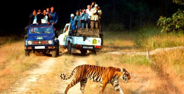 Escape With Tigers Of Ranthambore