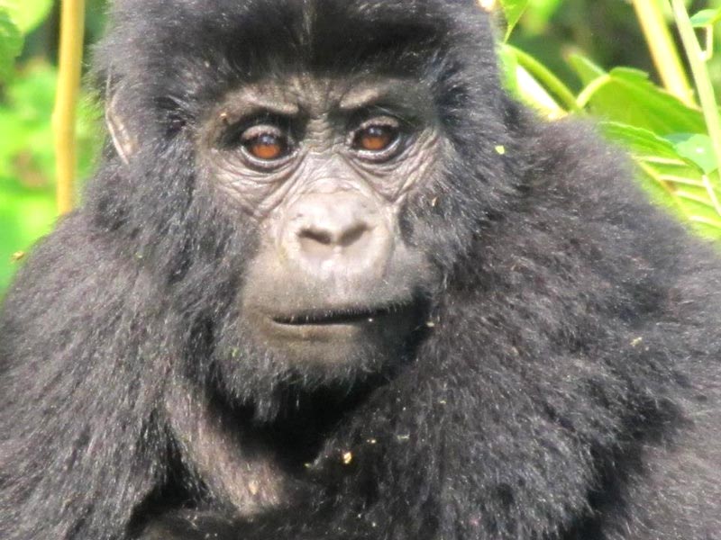 3-Day Gorilla Tracking Express Package