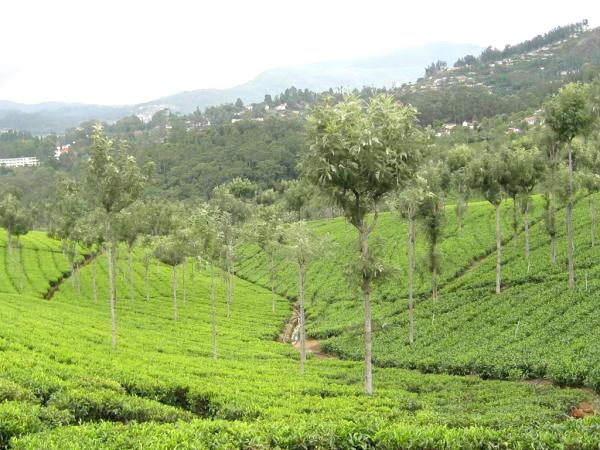 Mysore - Ooty - KodaiKanal Tour