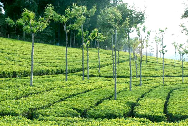 Mysore - Ooty - KodaiKanal Tour